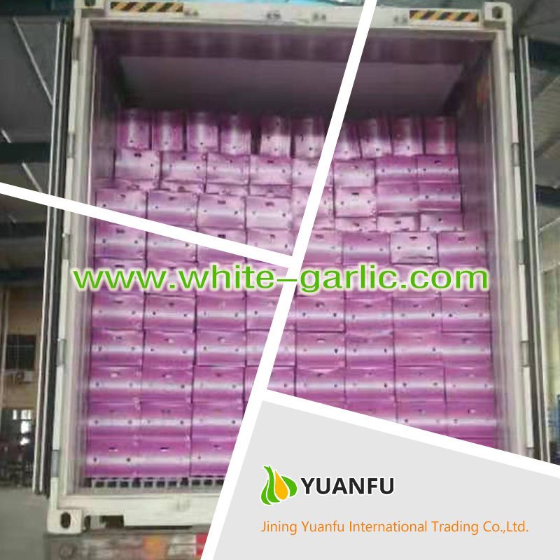 garlic exporters garlic exporters
